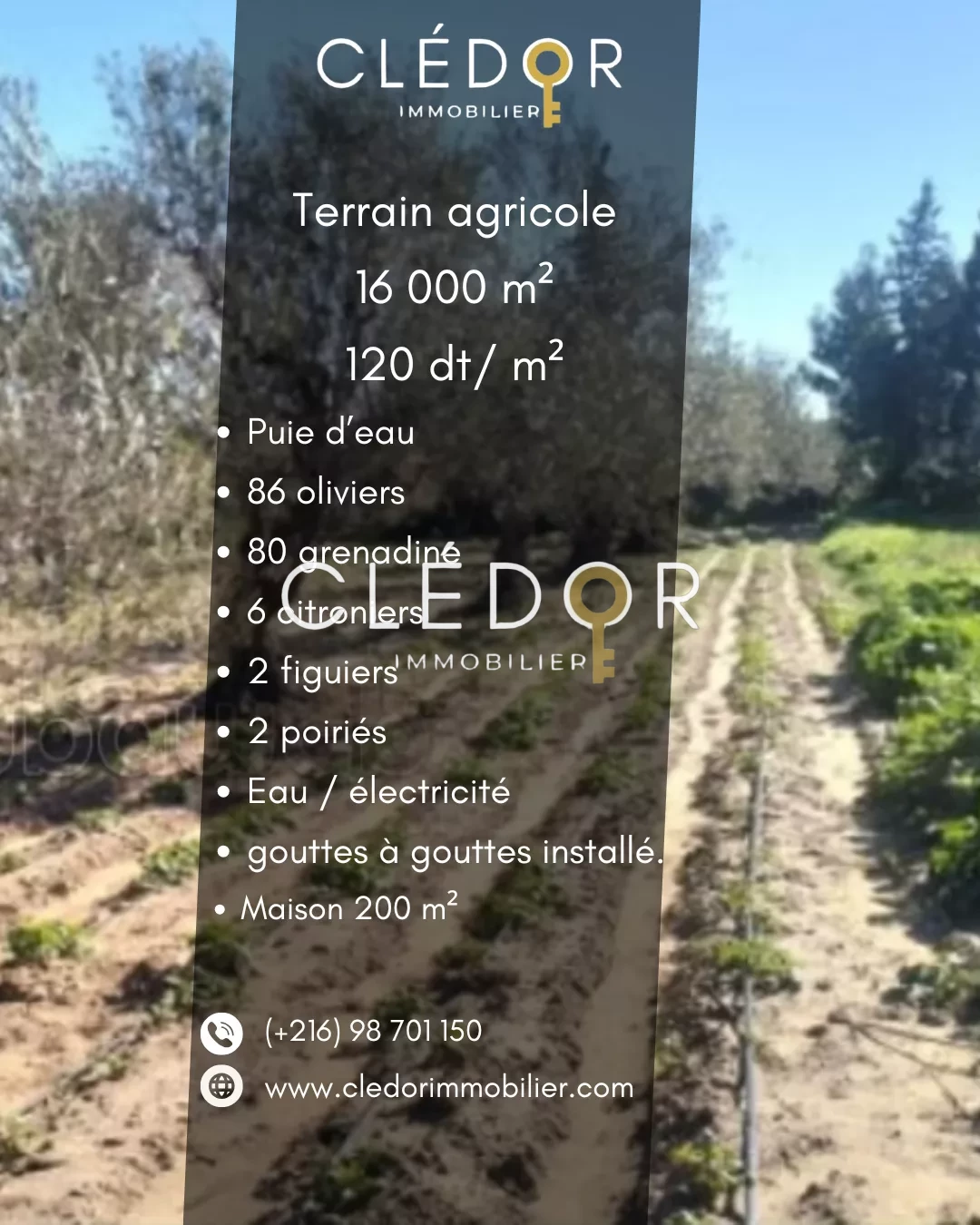 À Vendre – Terrain Agricole avec Maison à Fokaia chatt mariem